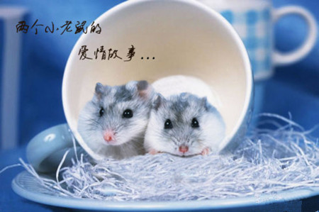 两只老鼠的爱情故事