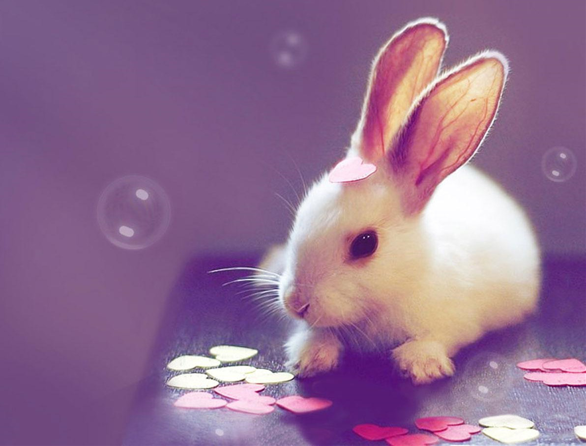 Jumping Rabbits Wallpapers - Wallpaper Cave